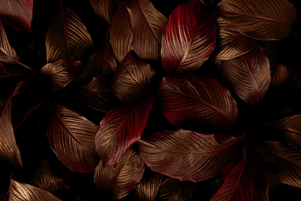 抽象色彩纹理，自然背景，热带树叶图片下载