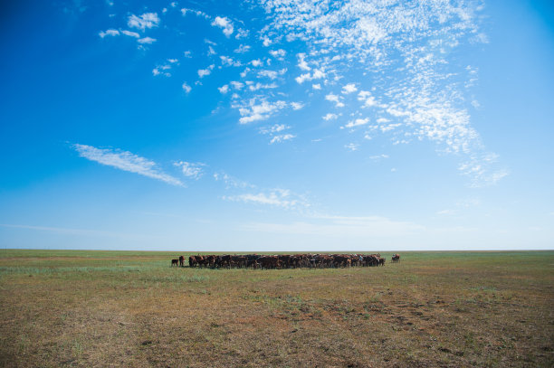 在牧场上吃草的牛图片下载