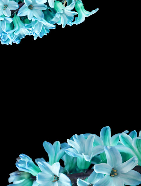 垂直框架的蓝色风信子花与一个孤立的黑色背景在中心的文字，字母。大尺寸的照片。图片下载