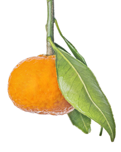 成熟的橘子，叶子孤立在白色上图片下载