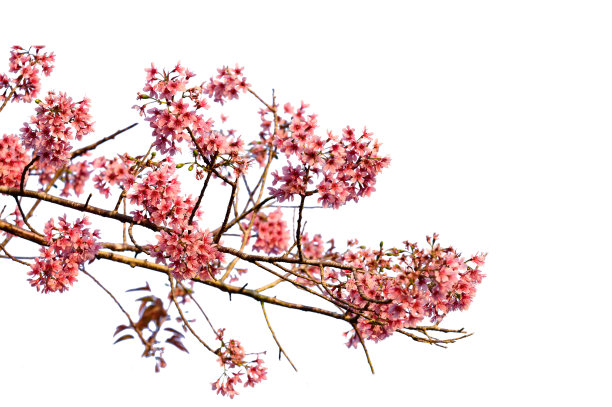 美丽的樱花花盛开与枝条孤立图片下载