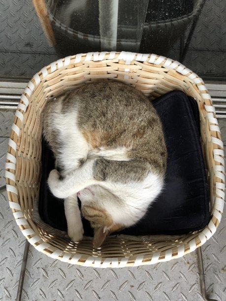 睡觉的猫图片下载