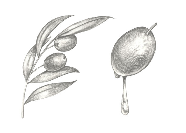 手绘橄榄集。图片下载