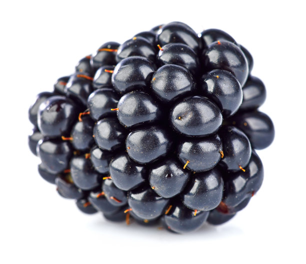 新鲜的一个浆果黑莓侧视图。园艺图片下载