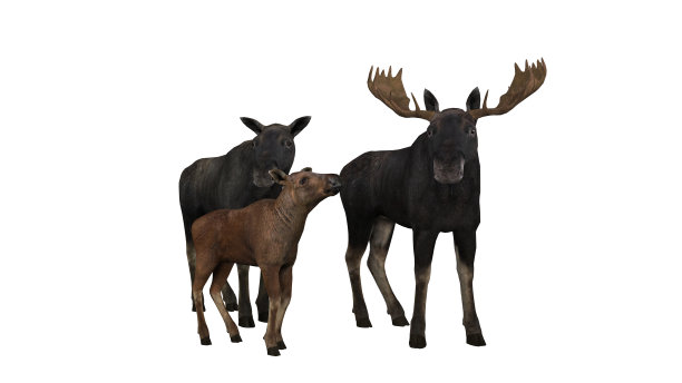 麋鹿家族在白色背景孤立的3d渲染图片下载