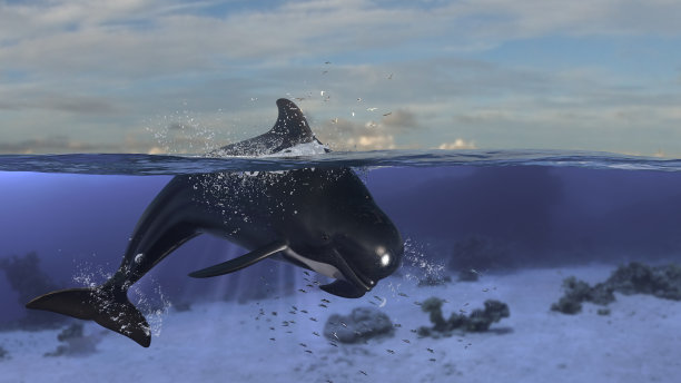 领航鲸潜水到水下后跳出海3d渲染图片下载