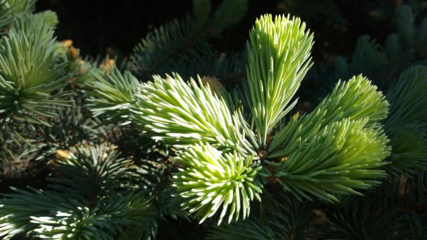 小的树图片下载