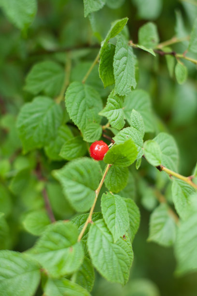 树枝上有红色的毛毡樱桃。近距离的照片。樱桃的小浆果。品种的植物。水滴在树叶上。图片下载