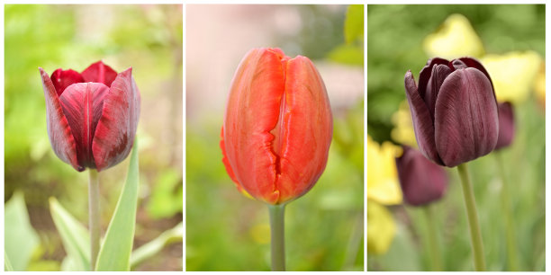 三张红色和棕色郁金香的照片拼贴画图片下载