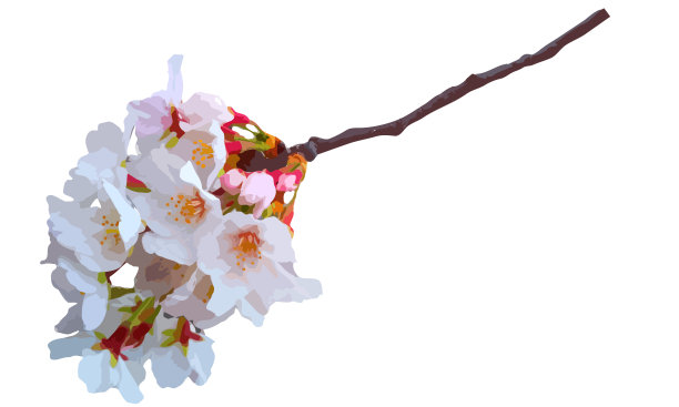 樱花，樱花盛开。图片下载