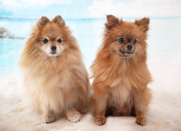 年轻的博美犬图片下载