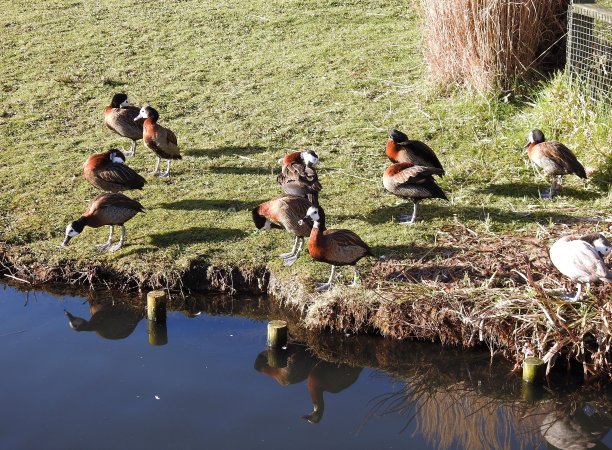 一组十个正常的颜色和一个苍白的白皙白面鸣叫鸭子在环礁湖的边缘图片下载