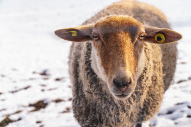 在一个阳光明媚的冬日早晨，一只棕色的羊带着黄色的耳标站在白雪覆盖的草地上，直视着镜头。前视图，景观格式图片下载