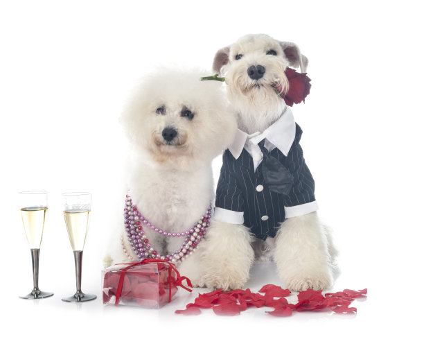 白色迷你雪纳瑞图片下载