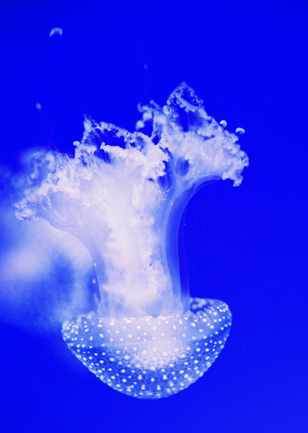 美丽的水母，水母在霓虹灯下与鱼儿嬉戏。海洋水母中的水下生物。令人兴奋的宇宙景象图片下载