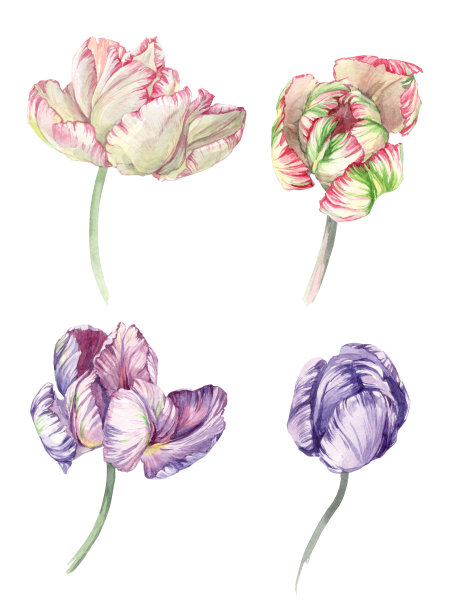 设置水彩插图鹦鹉复古多色郁金香图片下载