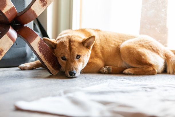 一只日本柴犬在房子里睡觉的肖像，法国。图片下载