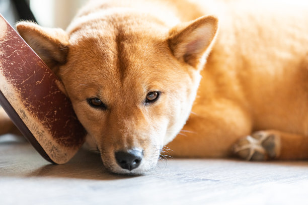 一只日本柴犬在房子里睡觉的肖像，法国。图片下载