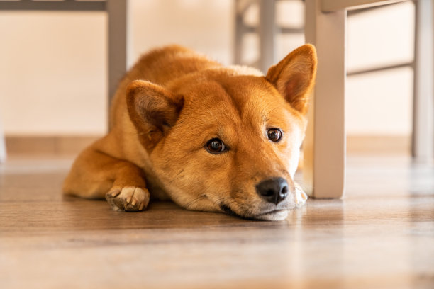一只日本柴犬在房子里睡觉的肖像，法国。图片下载