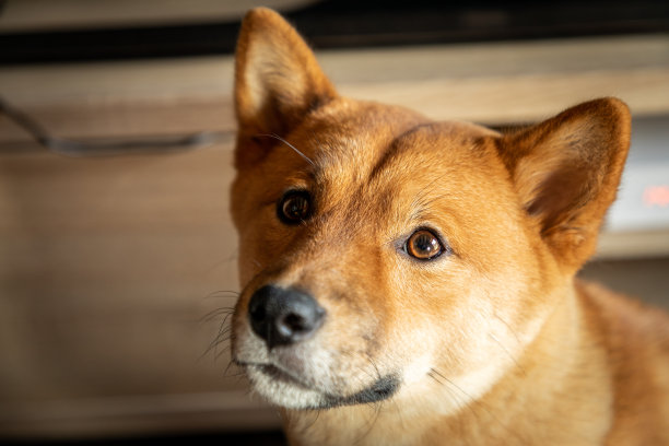 一只日本柴犬在房子里睡觉的肖像，法国。图片下载