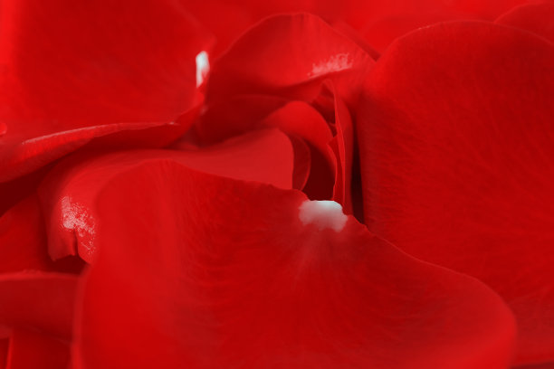 真正的红玫瑰花瓣背景。关闭了。图片下载