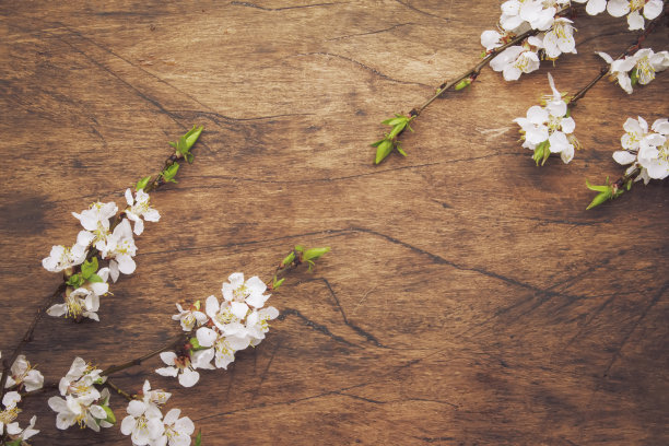 春天开花的树枝在木制的背景上。白色樱花顶视图，复制空间图片下载