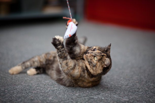 可爱的猫玩图片下载