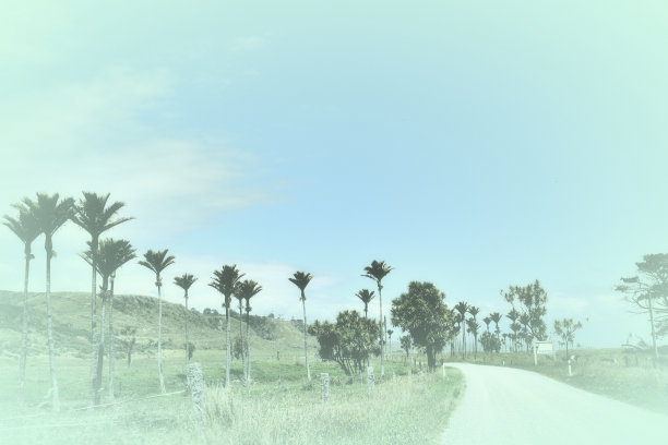 新西兰西海岸尼考棕榈景观图片下载