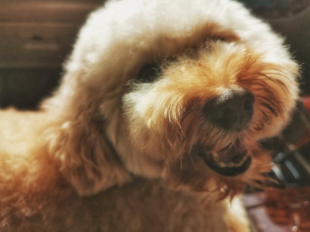 玩具贵宾犬爆头图片下载