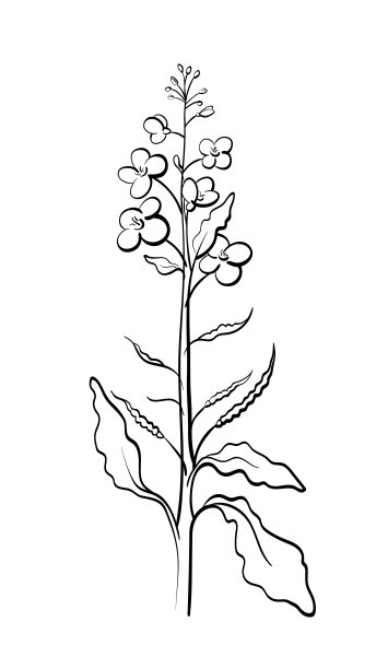 油菜、芥菜。向量的植物。有机食品图片下载