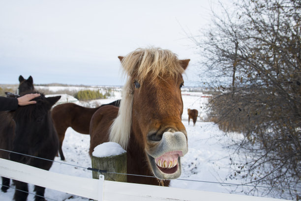 笑着的马图片下载
