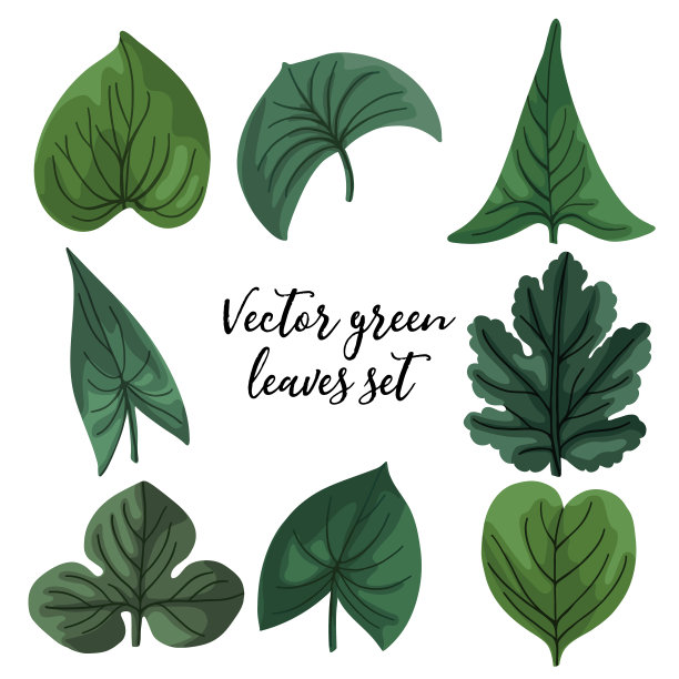 向量绿叶的集合。不同形状的叶子图片下载