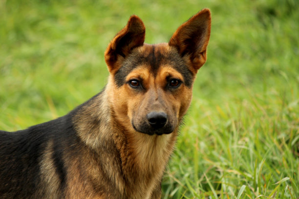 狗的肖像图片下载