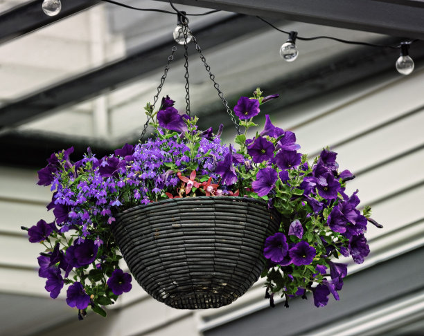 挂满紫色牵牛花的篮子。图片下载