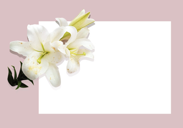 贺卡白色百合在粉红色的背景和一个地方的题字。3月8日。妇女节快乐。图片下载