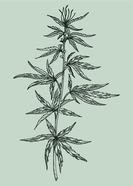 大麻植物的叶、枝和种子。有机产品。大麻的墨水素描。手绘平面设计。矢量插图。图片下载