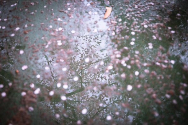 它含有春天的气息。这是樱花。图片下载