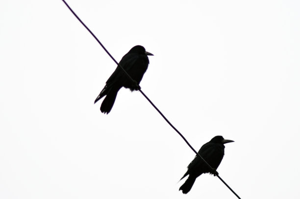两只乌鸦坐在铁丝上形成鲜明对比图片下载