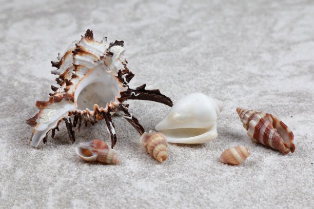 桌上散落着贝壳图片下载