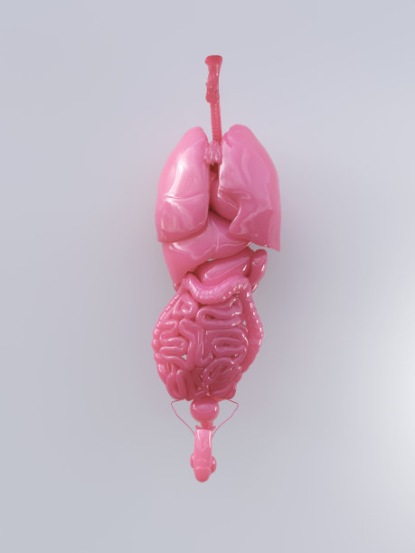 人造的人体器官图片下载