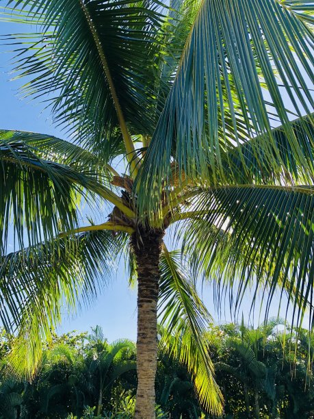 热带棕榈树图片下载