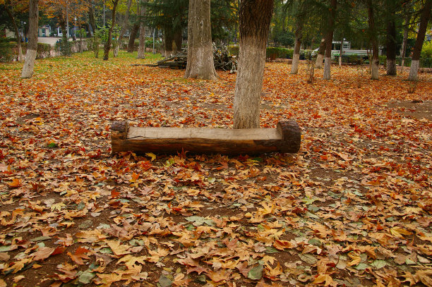 公园的长椅上树图片下载