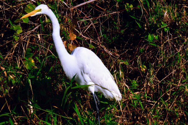 鸟和水獭又吃又玩图片下载