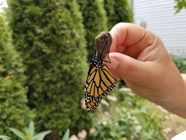 放生蝴蝶从毛虫中升起图片下载