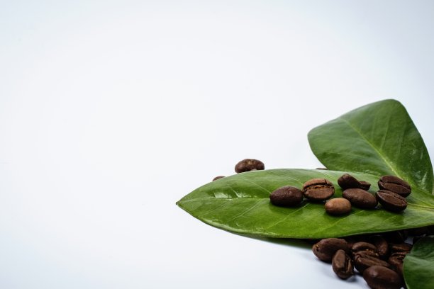 白色背景上的咖啡豆和绿叶。本空间图片下载