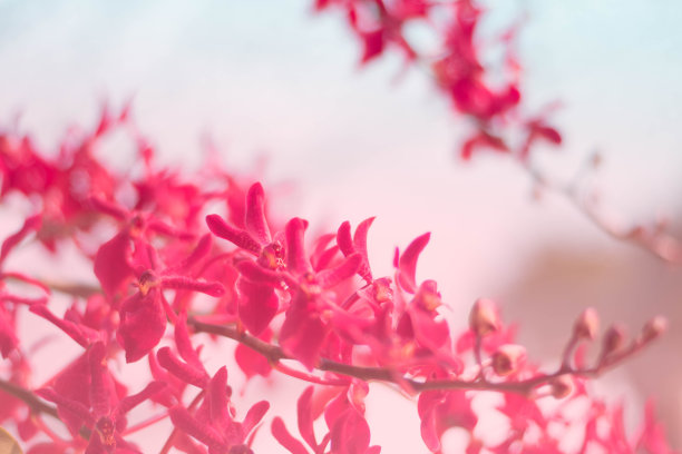 粉红色的兰花盛开的背景图片下载