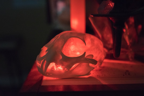 红辉光山猫头骨图片下载