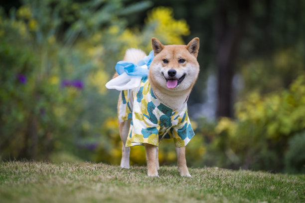 日本和服中的柴犬图片下载
