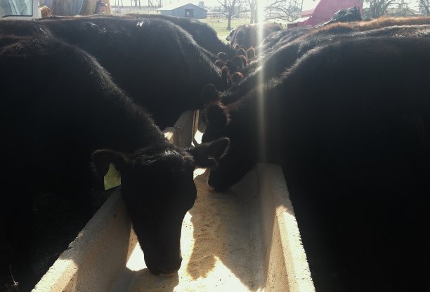 在俄克拉何马州韦尔奇的农场里，正在吃谷槽的牛图片下载