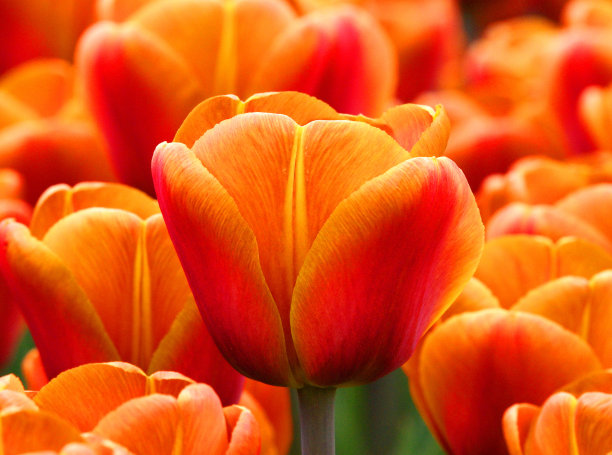 红色郁金香。图片下载